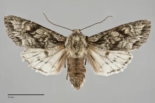 Egira simplex