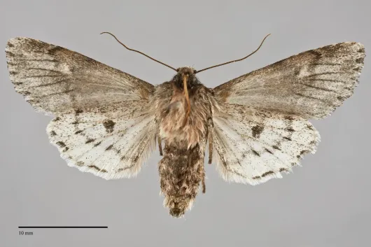 Egira simplex