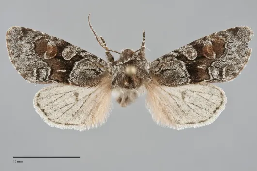 Egira variabilis