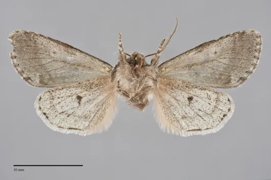 Egira variabilis
