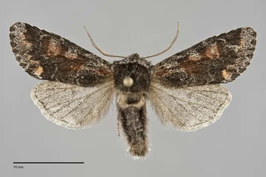 Egira variabilis