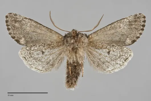 Egira variabilis