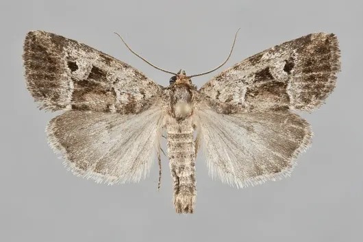 Elaphria alapallida