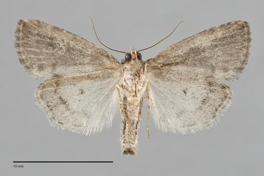 Elaphria alapallida