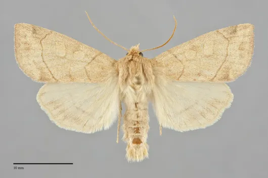 Enargia decolor