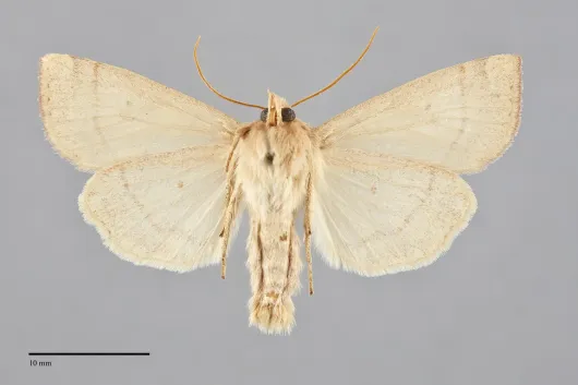 Enargia decolor