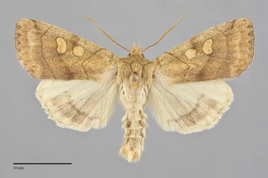 Enargia decolor