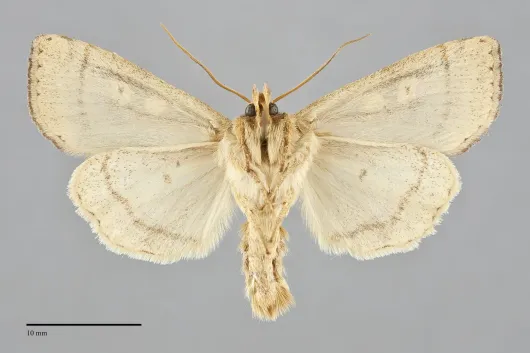 Enargia decolor