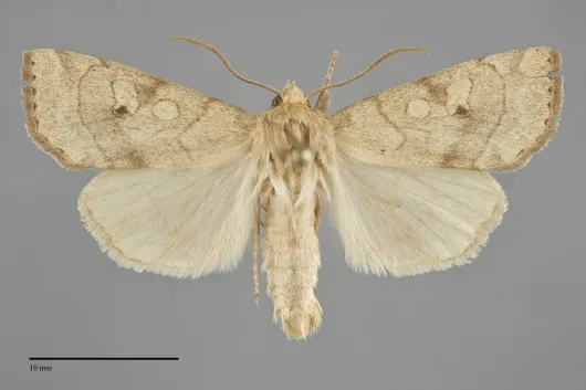 Enargia fausta