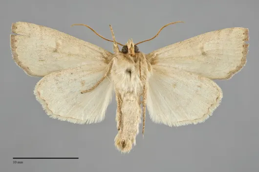 Enargia fausta