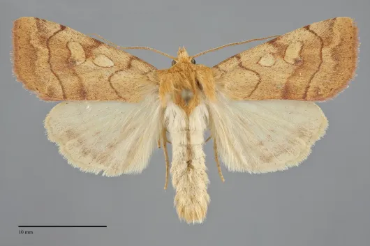 Enargia fausta