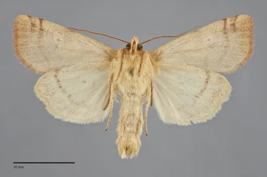 Enargia fausta