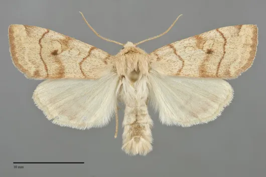Enargia fausta