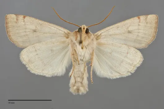 Enargia fausta