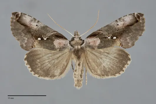 Eosphoropteryx thyatyroides