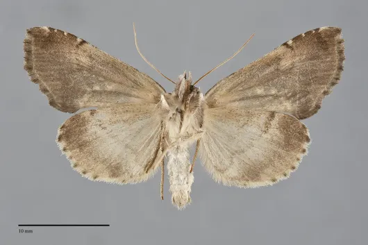 Eosphoropteryx thyatyroides