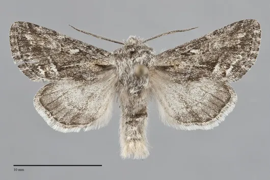 Epidemas cinerea