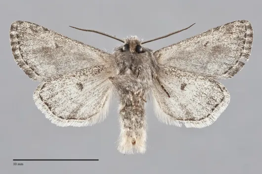 Epidemas cinerea