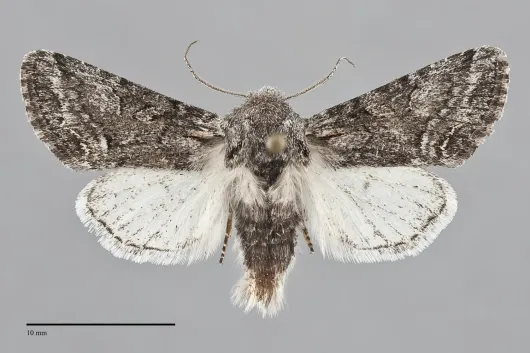 Epidemas obscurus