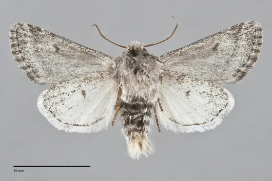 Epidemas obscurus