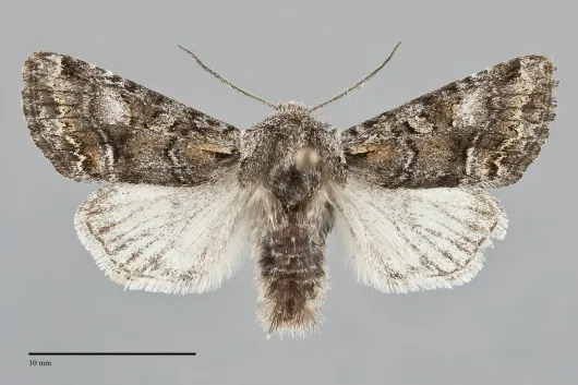 Epidemas obscurus