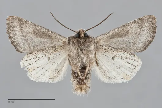 Epidemas obscurus