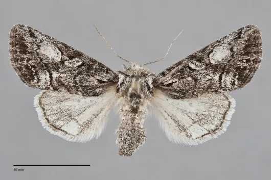 Epidemas obscurus