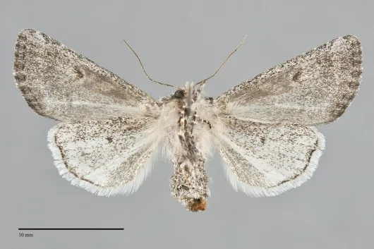 Epidemas obscurus