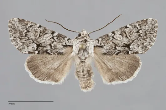 Eremobina claudens