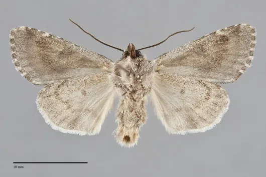 Eremobina claudens