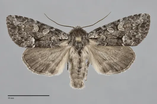 Eremobina claudens