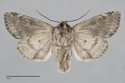 Eremobina claudens