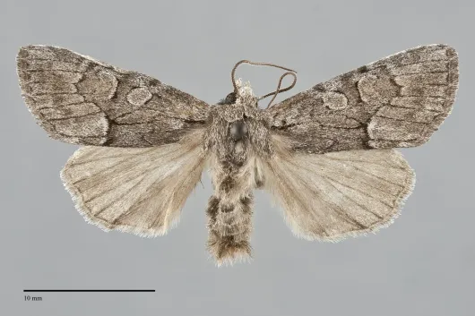 Eremobina unicincta
