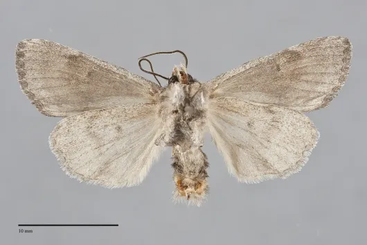 Eremobina unicincta