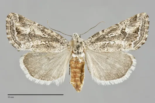 Escaria clauda