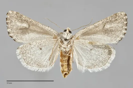 Escaria clauda