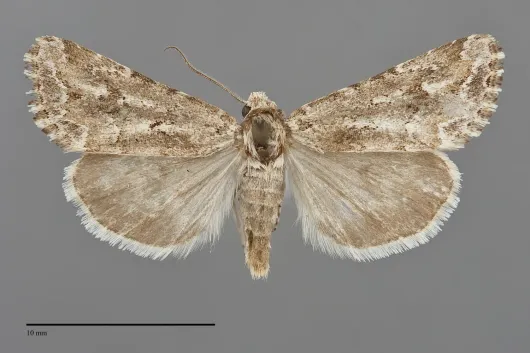 Escaria homogena