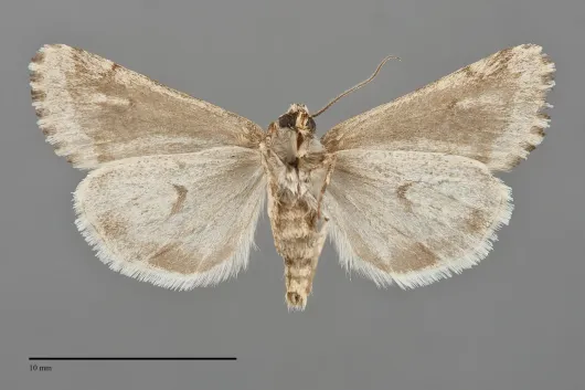 Escaria homogena