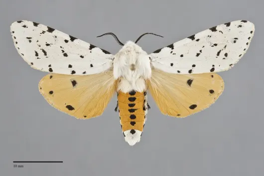 Estigmene acrea
