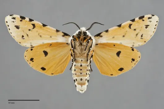 Estigmene acrea