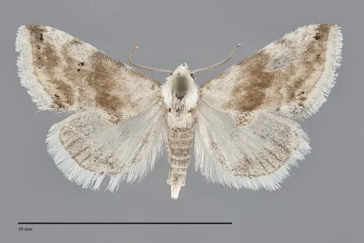Eublemma minima