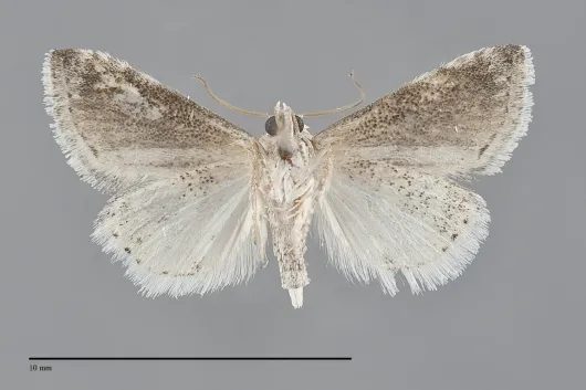 Eublemma minima