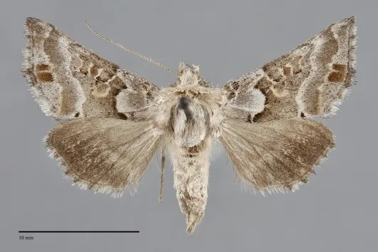 Euchalcia albavitta