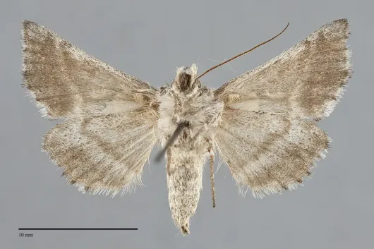 Euchalcia albavitta