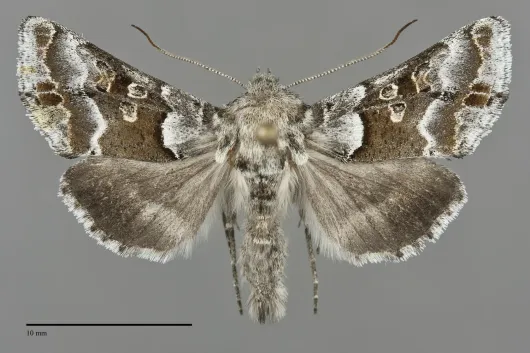 Euchalcia albavitta