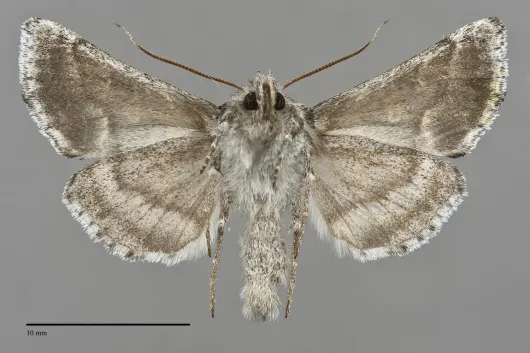 Euchalcia albavitta