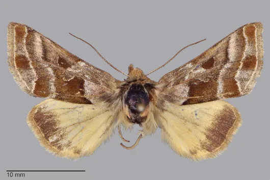 Euchalcia borealis