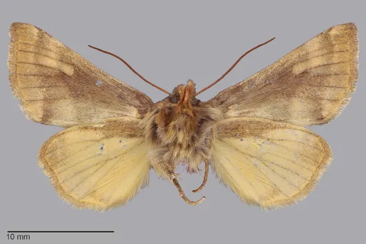 Euchalcia borealis