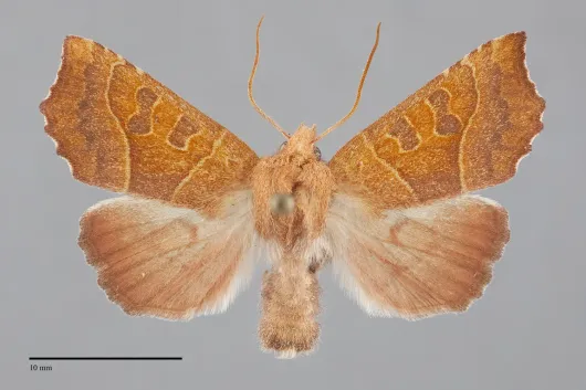 Eucirroedia pampina