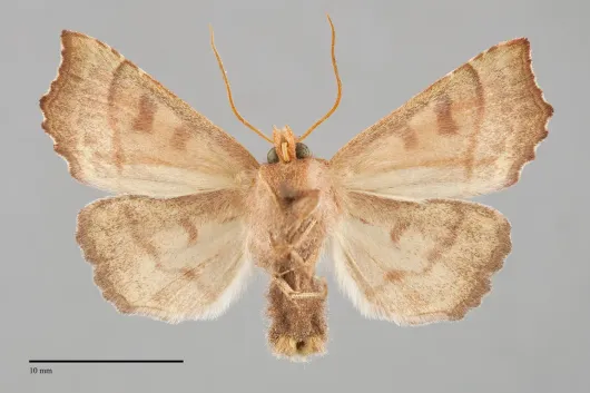 Eucirroedia pampina
